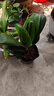 帶盆帶土6年大苗綠植盆栽室內(nèi)精品花卉君子蘭花苗花卉室內(nèi)花卉鮮花花卉室內(nèi)盆景盆栽綠植君子蘭苗素顏 國蘭君子蘭10片以上 曬單實(shí)拍圖