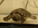 鱷龜爆刺佛鱷龜幼苗雜佛正宗純佛寵物龜兇猛小烏龜活體北美小鱷龜 爆刺佛鱷龜 3—4厘米  1只（送糧+飼養指南） 曬單實(shí)拍圖