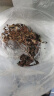 小葉赤楠盆景植物辦公花卉基地直銷批發綠植盆栽室內擺件花卉綠植 赤楠+綠色裂紋盆+苔蘚+圓底座 曬單實拍圖