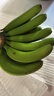 桃西村云南紅河威尼斯香蕉新鮮采摘現摘自然熟云南banana4500g 曬單實(shí)拍圖