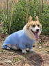 寵物狗狗衣服夏天防曬防臟四腳衣柯基泰迪比熊小型犬中型犬護肚衣 天藍色四腳防曬衣 3XL【建議26-32斤】 曬單實拍圖