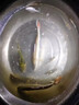 昆蟲元素餌料新品大味型餌料強(qiáng)聚魚魚餌久留魚釣魚餌大紅鯽高穿透 昆蟲元素+水果元素【高溫推薦】 曬單實(shí)拍圖