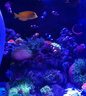 捷寶Jebao捷寶dmp魚缸造浪泵缸外供電海缸智能沖浪泵底吹環(huán)流變頻藍牙 30W【缸外供電+干濕分離】100-150CM魚缸 曬單實拍圖