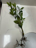 登越正宗茶葉苗龍井茶葉苗綠茶苗鐵觀(guān)音茶苗白茶樹(shù)苗毛尖茶苗綠化苗 精品綠茶4年苗【當年可采摘】 20cm(含)-30cm(不含) 曬單實(shí)拍圖