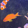 海金魚合集紫羅蘭馬代藍眼寶石紫后雙斑夏威夷櫻花海水魚活體觀賞 馬代藍眼寶石（母魚）【4-5 】 曬單實拍圖