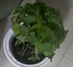 泰西絲大號薄荷盆栽綠植水培植物客廳桌面擺件好養(yǎng)+光汐吸水盆 源頭直發(fā) 曬單實拍圖