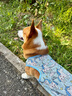 智宙柯基衣服狗狗夏季薄款衣服防掉毛柯基泰迪比熊柴犬寵物可愛小背心 藍色獨角獸【M建議15-21斤】 曬單實拍圖