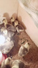 正宗特大種獅頭鵝苗純種假一賠十幼苗潮汕原種雛鵝成年斤鵝包活體 買4送1  共5只（每只130g左右） 曬單實拍圖