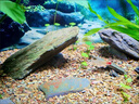 沃韋朗 VOONLINE全光譜RGB魚缸燈中小型夾燈水草缸增色水草燈LED小缸造景 水草魚缸全光譜夾燈G16A（30-60cm魚 曬單實(shí)拍圖