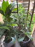 綠有意一帆風(fēng)順白掌盆栽室內(nèi)綠植紅掌花卉水培植物四季易活吸除甲醛好養(yǎng) 白掌+綠蘿+綠公主（繁星盆） 曬單實(shí)拍圖