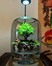 苔蘚微景觀生態(tài)瓶趣味造景綠植創(chuàng)意盆栽盆景魚缸好養(yǎng)活桌面臥室 釣魚翁（煙灰色）+木質(zhì)底座燈 16*16*22（圓）/15*15*20（超白缸） 曬單實拍圖