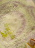 瑋世【順豐直達(dá)】手工純素吐司面包片全素?zé)o蛋奶面包紫薯南瓜佛家素食 紫薯+南瓜+原味各10片1050g 曬單實(shí)拍圖