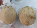 山東貝亞芮果蔬東方蜜甜瓜香瓜新上市當季新鮮水果蜜瓜 3-3.5斤 曬單實拍圖