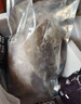 鮮源瀾灣 新鮮大墨魚海捕 冷凍墨魚 未經(jīng)水泡發(fā)帶墨囊海鮮水產(chǎn) 2斤裝一斤左右/只 曬單實(shí)拍圖