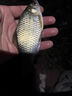 夜光漂電池CR425魚(yú)漂專(zhuān)用電池變色漂通用電池浮漂電子漂電池 425電池【10粒裝】 曬單實(shí)拍圖
