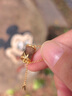 郎凱丹頓沉香吊墜女越南芽莊白奇楠沉香雕刻節(jié)節(jié)高升項(xiàng)鏈國風(fēng)送老婆禮物 9 曬單實(shí)拍圖