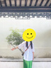 LESS【精工系列】夏季壓褶高腰裙女氣質(zhì)水墨垂感半身裙2O4D12320 347綠色系多彩混雜色 L 曬單實(shí)拍圖