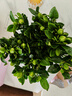 大盆梔子花四季開花室內(nèi)綠植盆栽水培花卉好養(yǎng)大花重瓣牡丹梔子 中盆梔子花送懶人吸水盆 曬單實拍圖