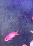 海金魚合集紫羅蘭馬代藍眼寶石紫后雙斑夏威夷櫻花海水魚活體觀賞 馬代藍眼寶石（公魚）【5-7 】 曬單實拍圖