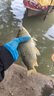 YGK PE JP 5鉤串鉤防纏繞釣組大物鯽魚(yú)昂刺翹嘴通殺伊勢尼拋竿海竿魚(yú)鉤套裝 伊勢尼串鉤【橙盒5鉤】無(wú)配件 5 曬單實(shí)拍圖