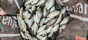 達摩浮漂永村E系列魚漂巴爾杉木高靈敏醒目加粗鯽鯉釣魚綜合野釣套裝 E-01 13目粗尾 3號 曬單實拍圖