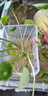 蒲戀魚(yú)缸水培植物定植籃家用水草種植杯壁掛挺水綠蘿定植魚(yú)缸造景裝飾 【透明定植籃帶螺絲/兩個(gè)裝】 曬單實(shí)拍圖