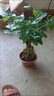 免費領(lǐng)取 幸福樹(shù)盆栽提根綠寶植物盆景四季常室內發(fā)財樹(shù)金錢(qián)樹(shù) 提根綠寶【加侖盆】 曬單實(shí)拍圖