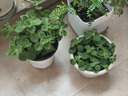 壹植碰碰香驅蚊老樁盆栽多肉綠植辦公室內桌面一抹香凈化空氣趣味好養 碰碰香原土盆 帶盆栽好 曬單實(shí)拍圖