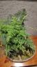 瀚林怡景（HANLINYIJING）文竹盆栽山水盆景植物室內客廳桌面辦公室綠植花卉云竹四季常青 文竹-紫砂盆-觀(guān)音 曬單實(shí)拍圖