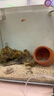 海水魚觀賞魚小丑魚全品活體透紅金透紅巴東全文黑邊公子小丑魚 2.5-3.5cm左右瑕疵斷紋公子一條 曬單實(shí)拍圖