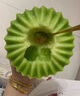 鯨蚨源正宗冰淇淋玉菇甜瓜海南特產(chǎn)軟糯香瓜新鮮水果禮盒整箱 5斤精選實(shí)惠瓜【2-4個(gè)】 曬單實(shí)拍圖
