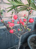 創(chuàng  )京鑫選德國品質(zhì)垂絲海棠花盆栽樹(shù)苗老樁四季開(kāi)花卉植物室內庭不支持退換 長(cháng)壽冠海棠花+肥料(5年老樁) 不含盆 曬單實(shí)拍圖