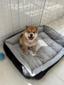 祥記萌奇純種日本柴犬幼犬寵物狗狗活體公母豆柴犬雙血統(tǒng)小型犬幼犬秋田犬 寵物級(jí) 曬單實(shí)拍圖