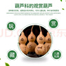 盆栽特小葫蘆種子手捻葫蘆種子陽(yáng)臺觀(guān)賞文玩金色葫蘆四季播小葫蘆 特小手捻葫蘆種子 顆顆新種【55?！?肥 曬單實(shí)拍圖