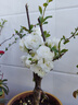 新品種海棠彩玉海棠花盆栽樹(shù)苗老樁陽(yáng)臺重瓣變色海棠花四季耐寒 彩玉海棠六年苗 曬單實(shí)拍圖