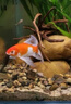 捷寶Jebao捷寶dmp魚(yú)缸造浪泵缸外供電海缸智能沖浪泵底吹環(huán)流變頻藍牙10W【缸外供電+干濕分離】60CM以下魚(yú)缸 曬單實(shí)拍圖