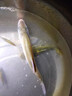 昆蟲元素餌料新品大味型餌料強(qiáng)聚魚魚餌久留魚釣魚餌大紅鯽高穿透 昆蟲元素+水果元素【高溫推薦】 曬單實(shí)拍圖
