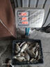 阿盧鯽魚(yú)小藥 瓶裝釣魚(yú)黑坑野釣水庫(kù)打窩餌料魚(yú)餌添加劑小藥套餐漁具 金牌鯽魚(yú)酒 曬單實(shí)拍圖