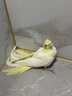 YWZR玄鳳鸚鵡活體黃化玄鳳會(huì)學(xué)說話可繁殖鳥手養(yǎng)寵物一對活物鸚鵡活鳥 一只斷奶手養(yǎng)黃化(包教說話) 曬單實(shí)拍圖