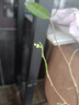榴蓮苗果樹苗嫁接榴蓮樹苗泰國榴蓮苗南方種植帶土苗金枕榴蓮苗 貓山王榴蓮嫁接2年苗 原土杯苗發(fā) 榴蓮苗 曬單實拍圖