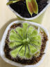 捕蠅草盆栽·豬籠草·食蟲(chóng)植物夏季驅蚊食蟲(chóng)捕蟲(chóng)室內趣味綠植 錦地羅【茅膏菜】 【贈吸水盆】栽好發(fā)貨 曬單實(shí)拍圖