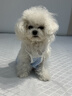 嬉皮狗（hipidog）寵物小清新糖果色條紋吊帶小型犬比熊外出時(shí)尚穿搭春夏季狗狗衣服 邦迪藍 S （建議體重3-5斤） 曬單實(shí)拍圖