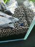 云峰海瑞黑殼蝦清潔蝦觀賞蝦 魚缸水族箱水草缸清潔除藻淡水 【漂亮清潔蝦】藍(lán)鉆15只 曬單實(shí)拍圖