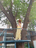 多巴胺黃色寬松牛仔背帶褲女2025新款牛仔褲夏季女直筒闊腿長(zhǎng)褲子 黃色 S -建議80-100斤左右 曬單實(shí)拍圖