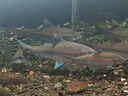 神陽(yáng)凍干南極磷蝦紅蟲(chóng)干魚(yú)糧飼料龍魚(yú)血鸚鵡羅漢地圖魚(yú)食烏龜南極蝦干 凍干南極鱗蝦300克/約3L（罐裝） 曬單實(shí)拍圖