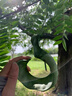 壹植大刺皂角樹苗皂角樹綠化皂莢樹苗盆栽地栽皂角樹苗庭院皂角苗包郵 60到80高10顆 其他 曬單實拍圖