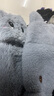 諾芝萌女士毛絨貓貓手套女冬季半指卡通學(xué)生手套辦公室打字保暖翻蓋手套 貓咪翻蓋灰色 均碼 曬單實(shí)拍圖
