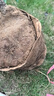 樹(shù)狀月季 嫁接多色棒棒糖樹(shù)樁月季 大花濃香四季開(kāi)花庭院月季樹(shù) 大花緋扇 粗3公分當年開(kāi)花 曬單實(shí)拍圖