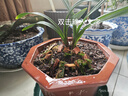 翁源蘭花九仙荷蝶矮種 行龍葉藝辦公桌面小盆栽四季開花濃香小型 九仙荷蝶2苗【當年開花】簡易盆 曬單實拍圖