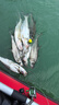 SWANS獅王視日本釣魚(yú)專(zhuān)業(yè)眼鏡路亞海釣偏光太陽(yáng)鏡戶(hù)外運動(dòng)高清看漂墨鏡 PW-0168 時(shí)尚圓框 曬單實(shí)拍圖